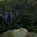 zen